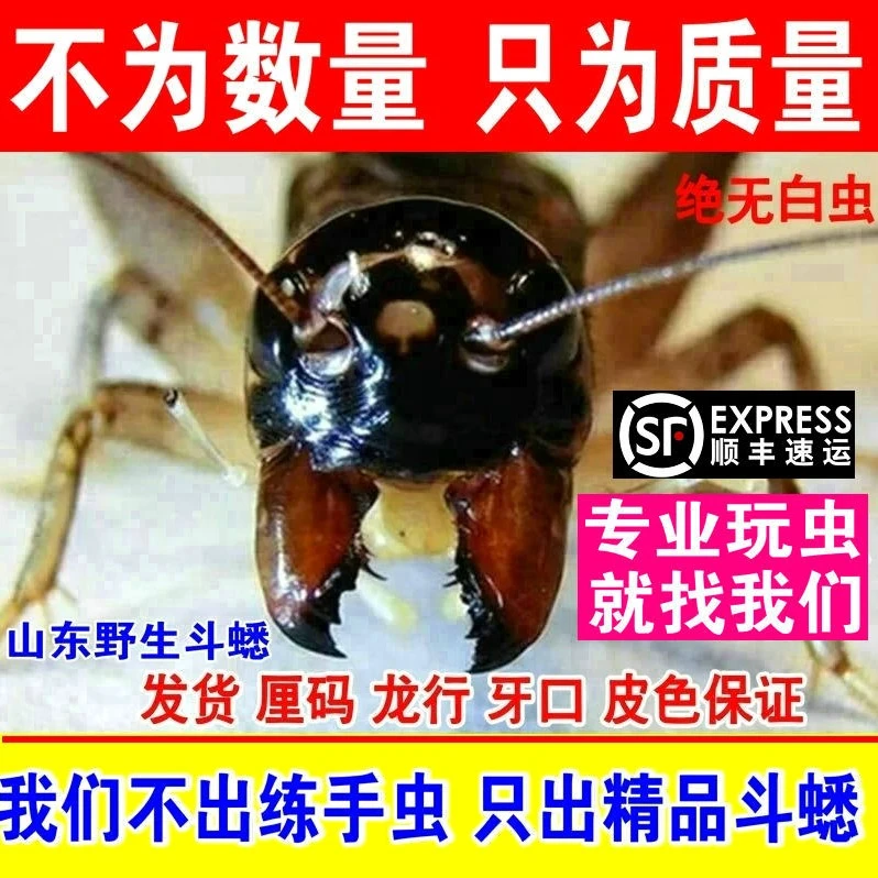 山东野生蛐蛐 精品野生蟋蟀 秋虫 蛐蛐活虫 头大牙大