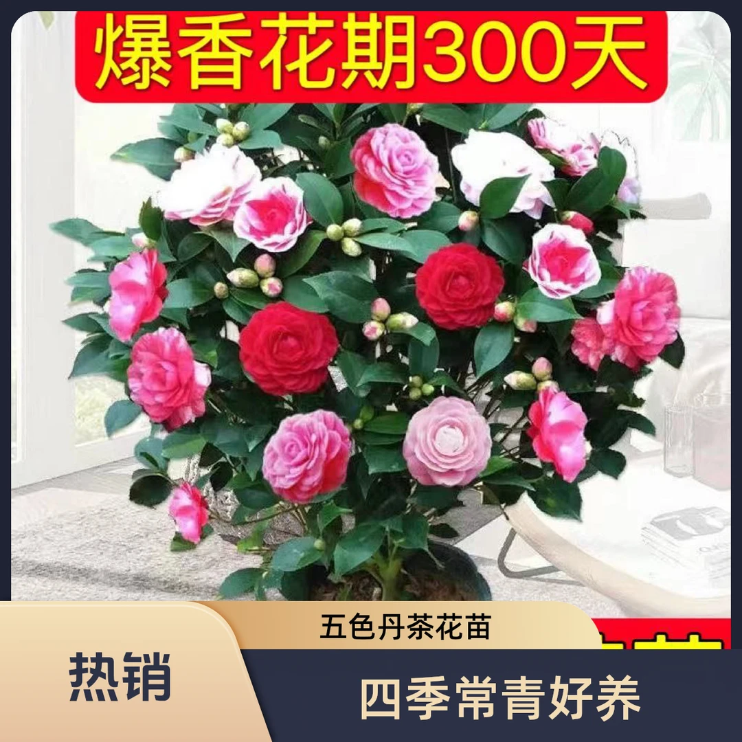 当年开花五色赤丹茶花树苗盆栽重瓣室内外耐旱好养浓香型四季常青