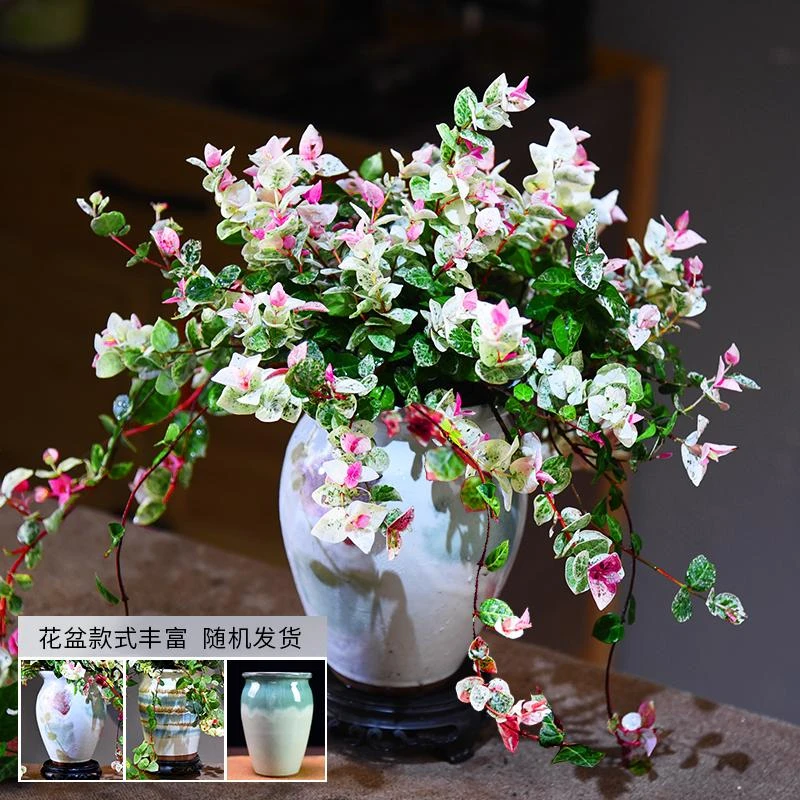 花叶络石盆景新中式室内好养桌面摆件绿植花卉盆栽鲜活自然发货