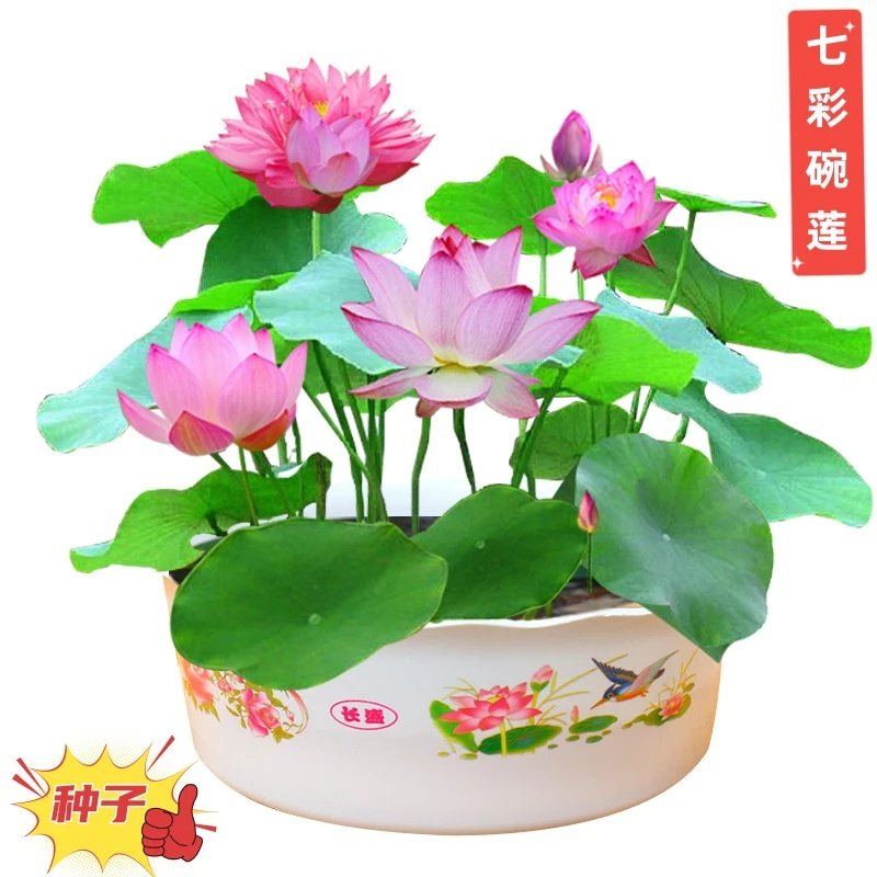 七彩睡莲花四季开花水培植物碗莲种子水养室内绿植开口碗莲花盆栽