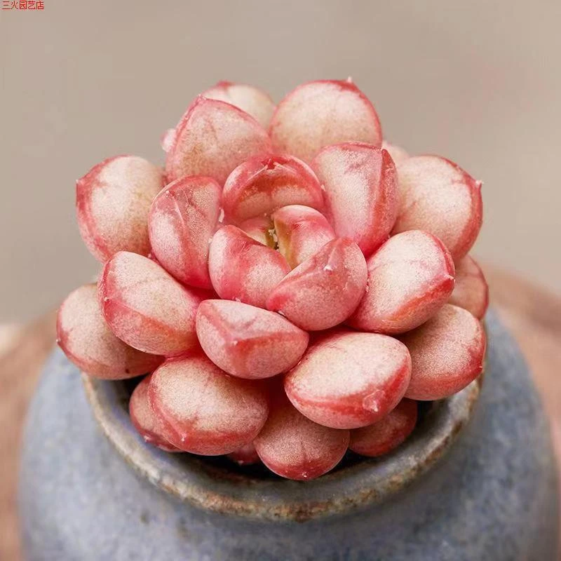 葡萄多肉植物满18发货