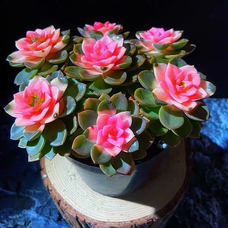 巧克力【满18发货】