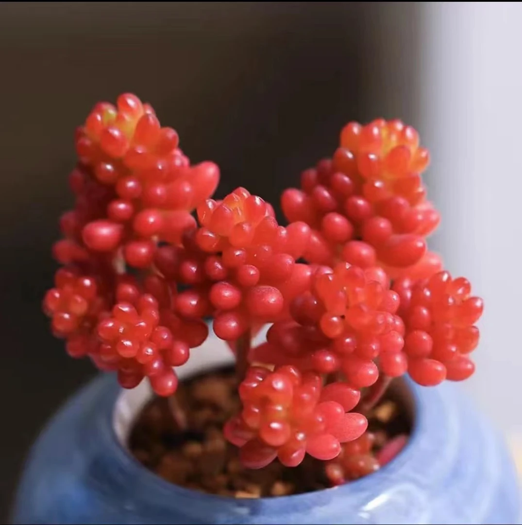红色小香豆【满18包邮】