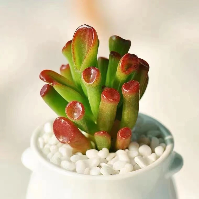 吸财树方盆【满18包邮】