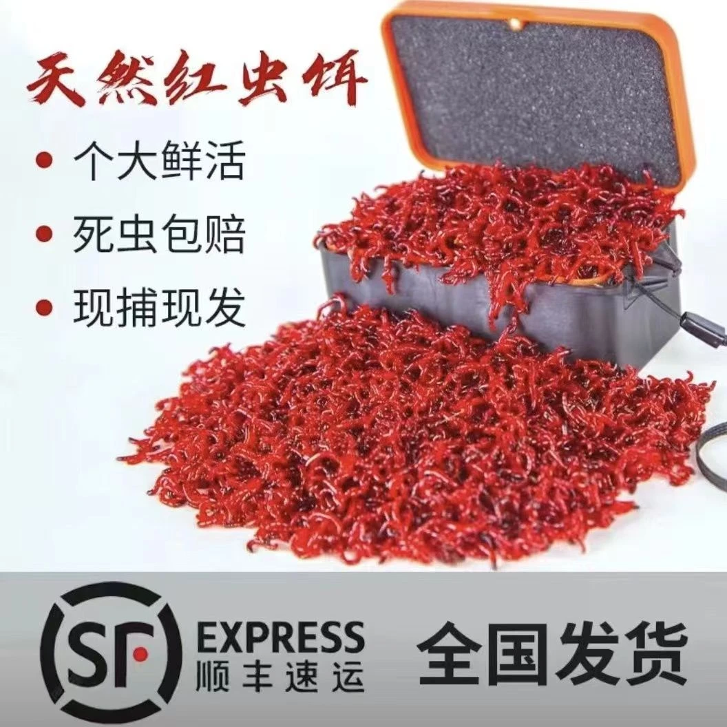 特大活体红虫拉饵挂钩鲫鱼饵秋冬必备品质保证极速发货死虫包赔