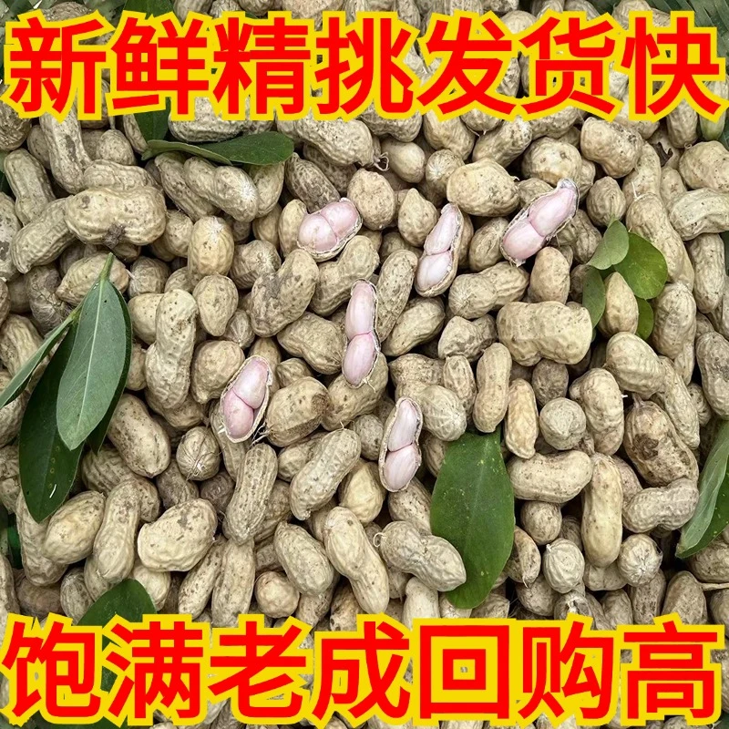 2025年现挖花生安徽新鲜花生带壳湿花生水煮花生手工挑捡