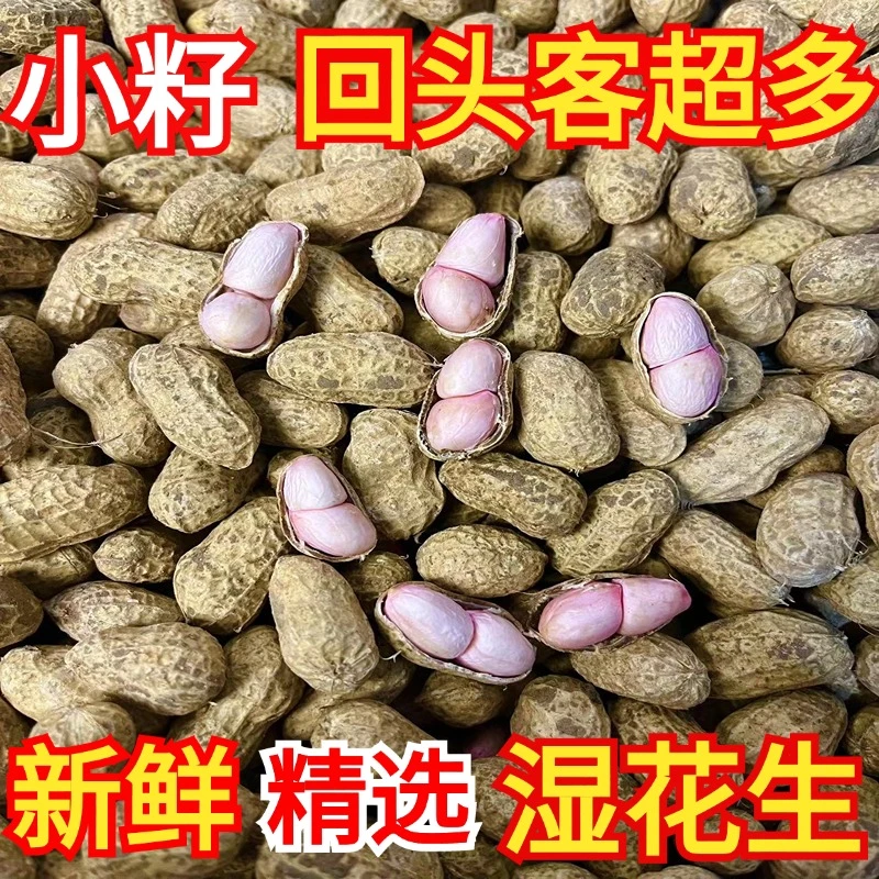 25年新鲜湿花生小白沙原产地发货品质人工挑选
