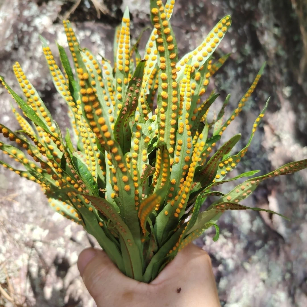 东北长白山深山采摘天然野生黄金草嗷嗷叫