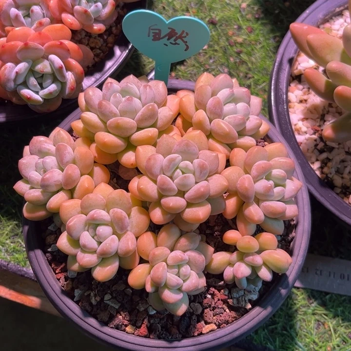 美慕花坊，一物一拍。