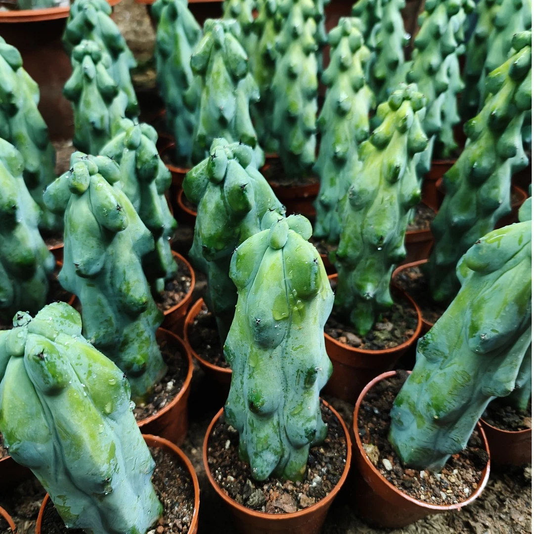 福禄柱无刺仙人柱多肉仙人掌盆景家庭绿植懒人植物好养绿植