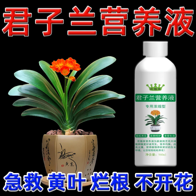 君子兰专用营养液促箭剂促进开花肥料叶子发黄烂根黄叶专用肥催花