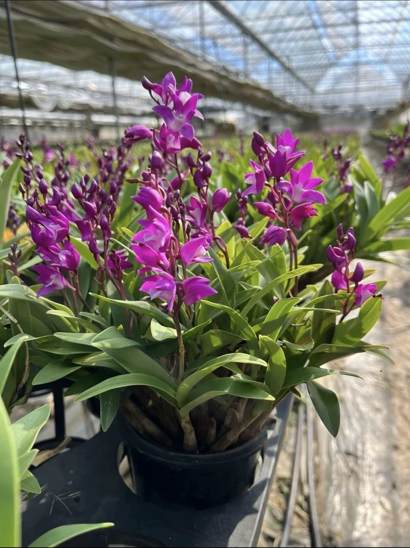 澳洲石斛精品苗  年底开花 无花剑养护可开花