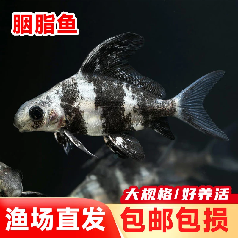 新鲜渔场直发现捞四川一帆风顺  每条1-10g 生态养殖