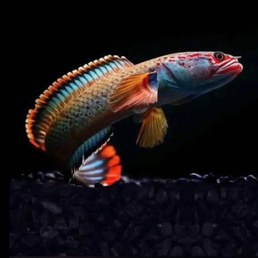梦幻发货血斑雷龙鱼小型雷龙漂亮凶猛小型鱼小鱼观赏鱼饲养养鱼