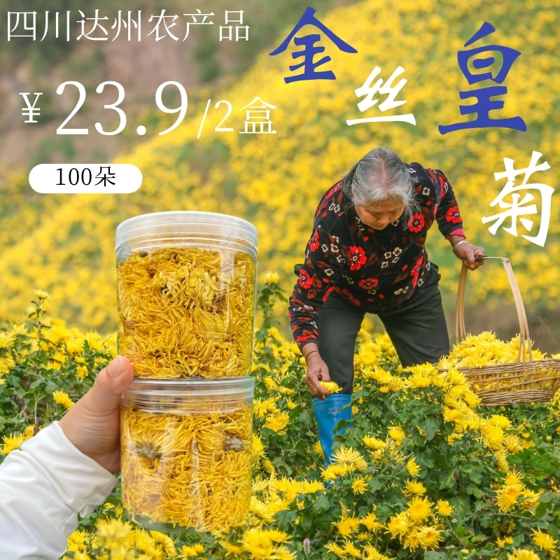 四川原产地农产品金丝皇菊高山菊花耐泡一朵一杯100朵熬夜饱满