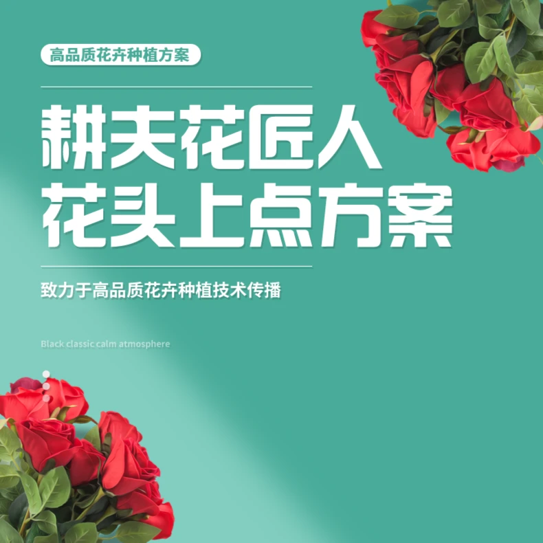 玫瑰花花头上点方案（彩玫）10桶水