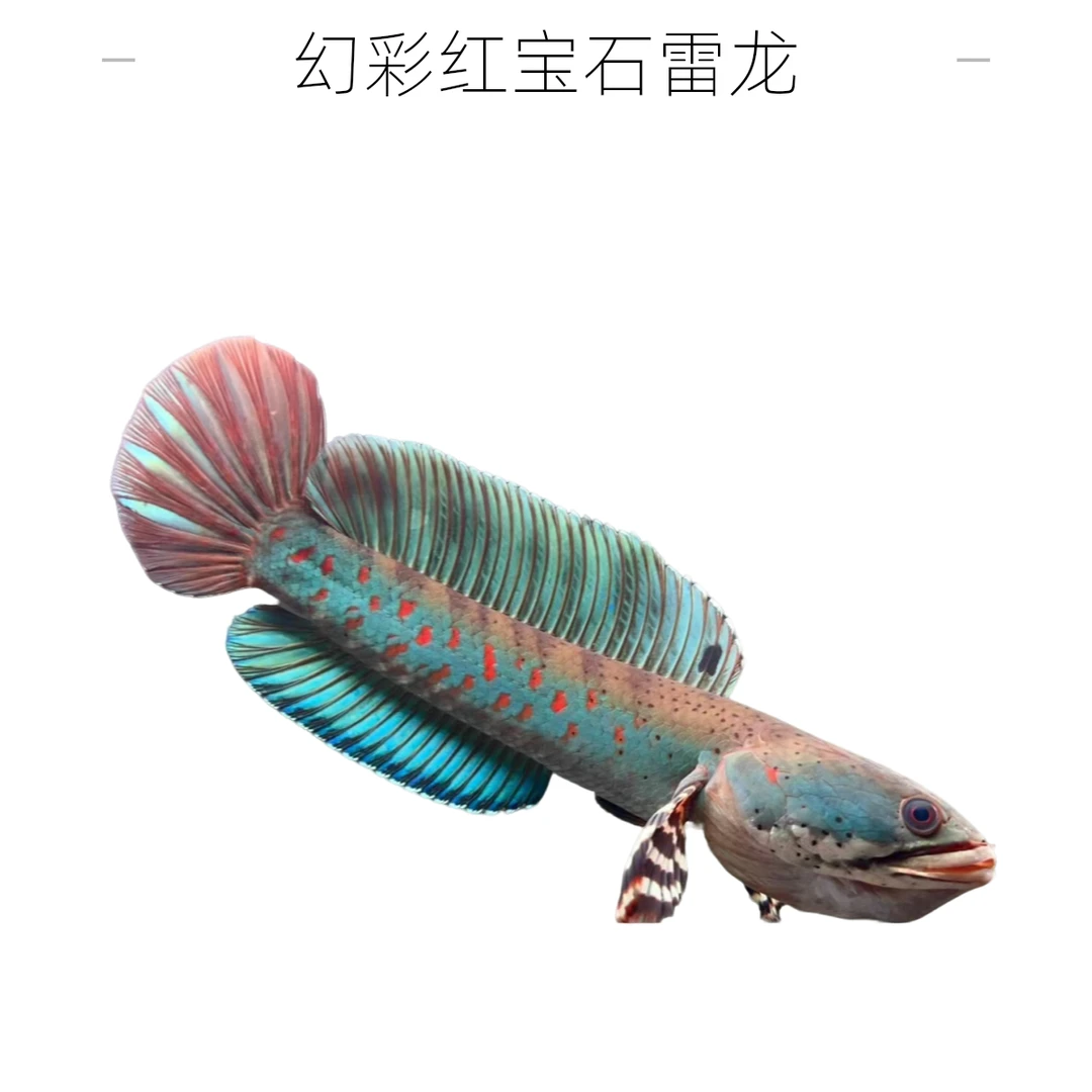 幻彩红宝石雷龙 幻红 互动好 鼓腮 巡游