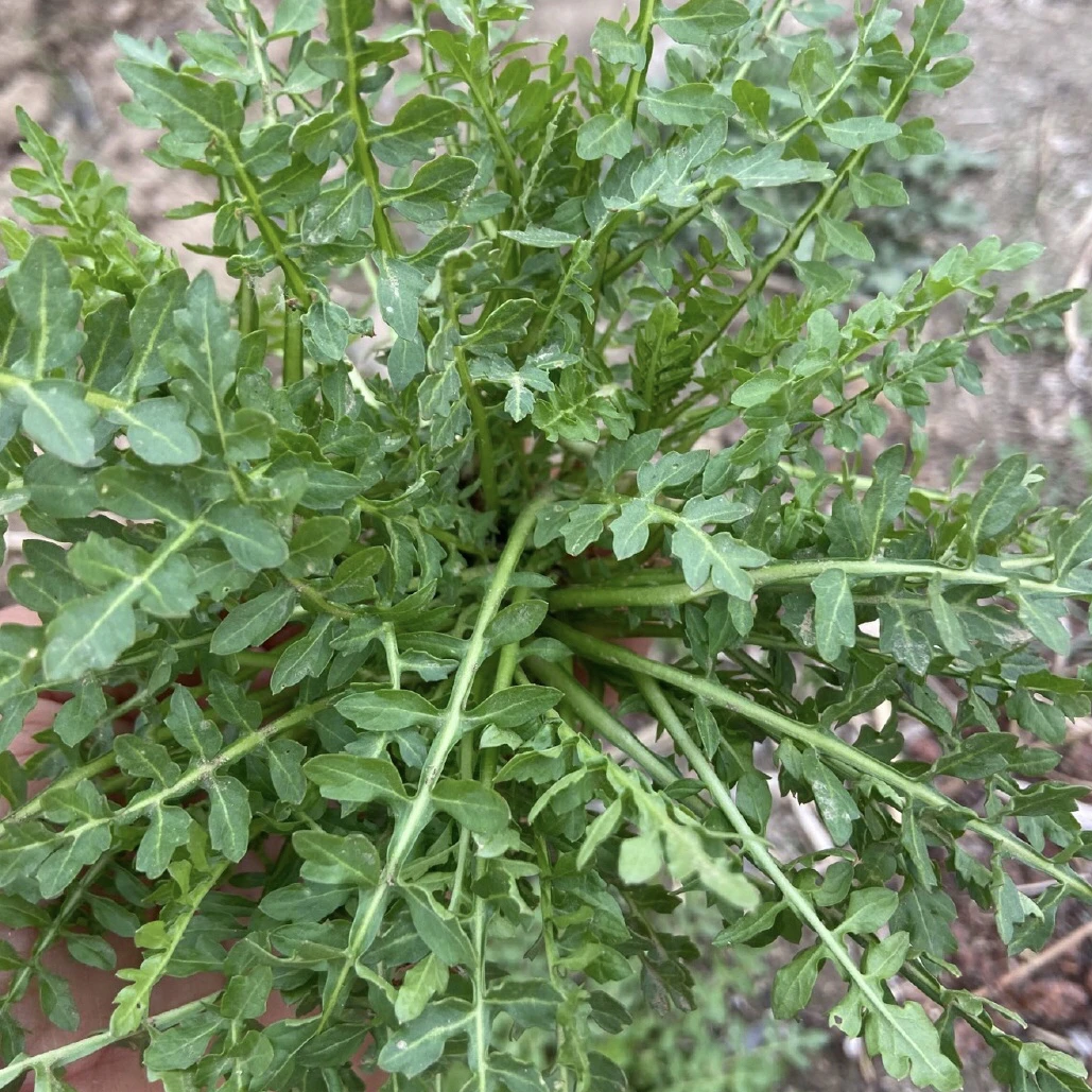 东北野生水荠荠菜嘎嘎嫩