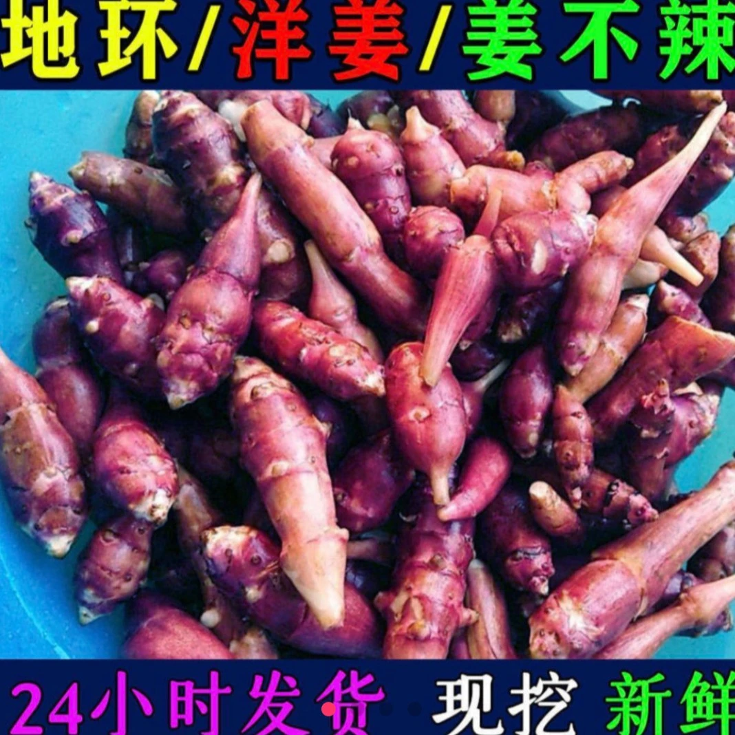 东北野生姜不辣地环洋姜3斤包邮