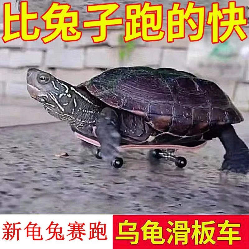 乌龟滑板宠物玩具鹦鹉滑板模型玩具手指迷你减压玩具搞笑高级diy