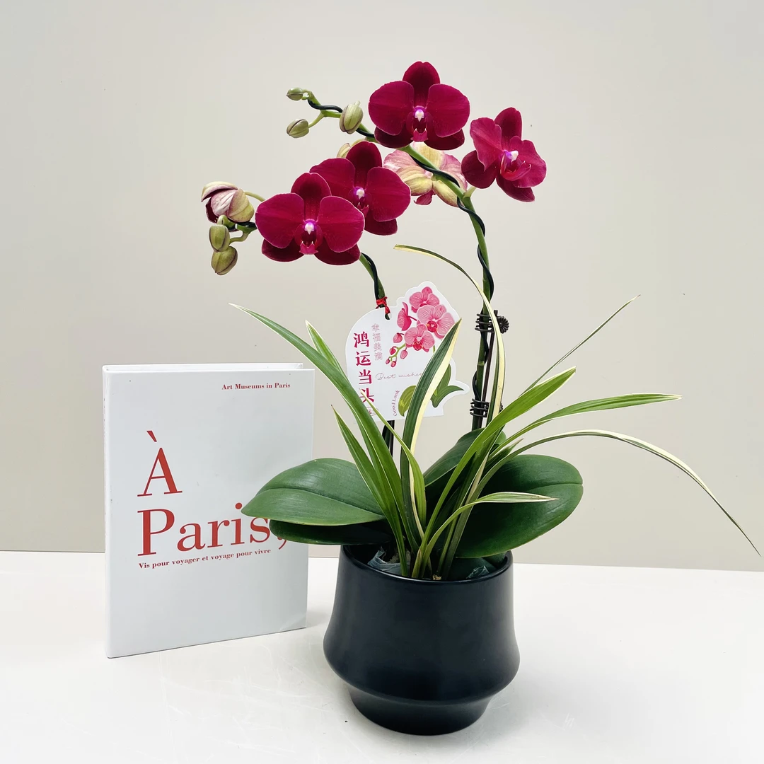 心仪蝴蝶兰基地高品质蝴蝶兰欧品拉菲2花带陶瓷盆顺丰包邮