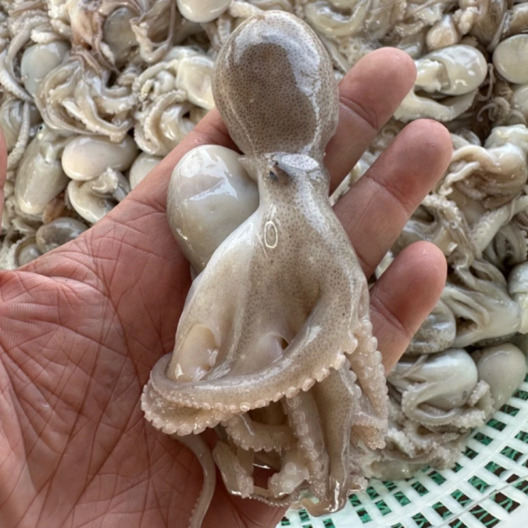 旅顺 4斤 短腿八爪鱼 桃花蛸 顺丰包邮
