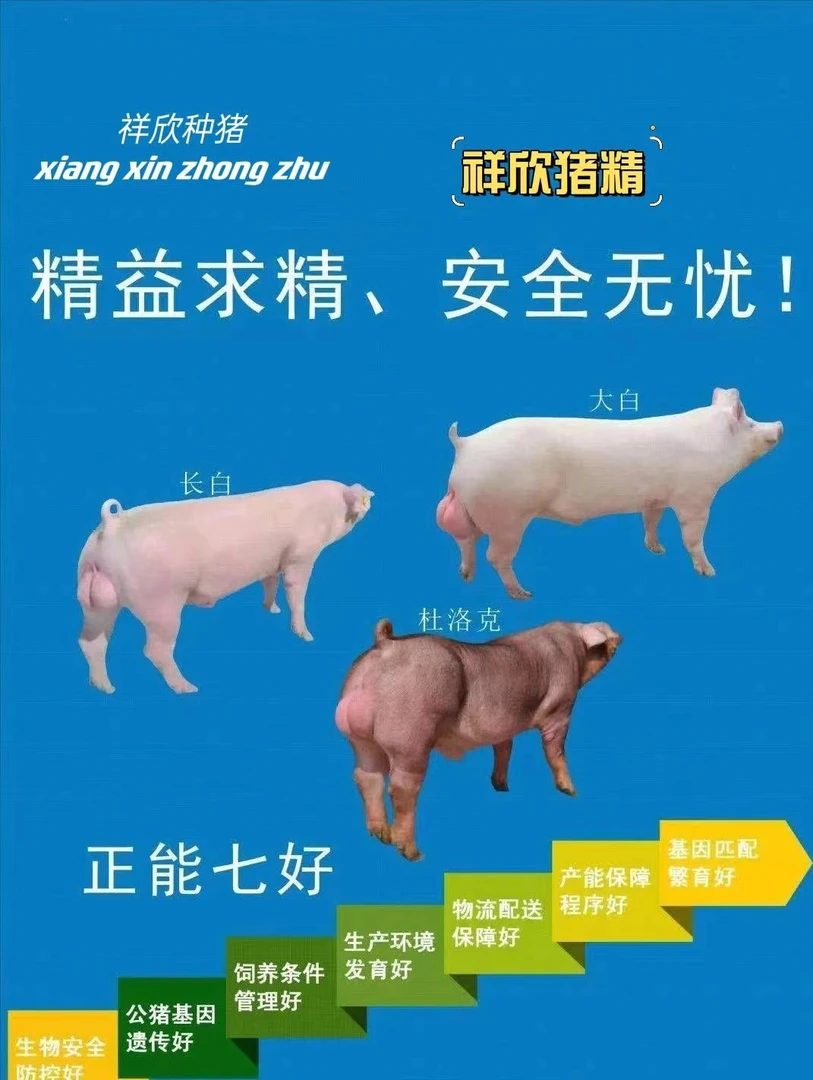 祥欣种猪优质商品大白公猪猪精