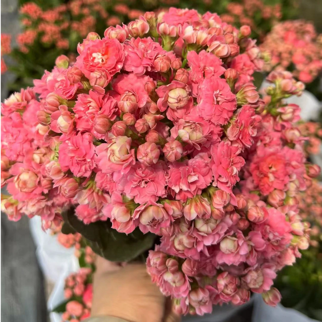 《测试品22-80》盆栽长寿110口径盆