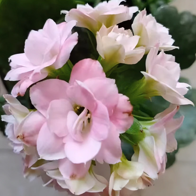 《奶油睡莲》精美盆栽长寿110口径盆