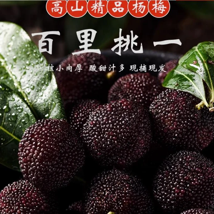 精品杨梅140颗3斤装慈溪杨梅产地直发新鲜水果荸荠杨梅顺丰包邮