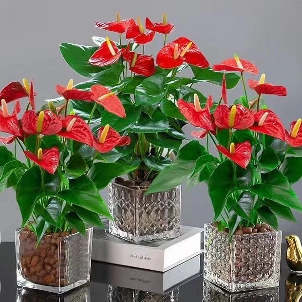 红掌粉掌白掌盆栽植物一帆风顺室内花卉桌面绿植办公植物水培花卉