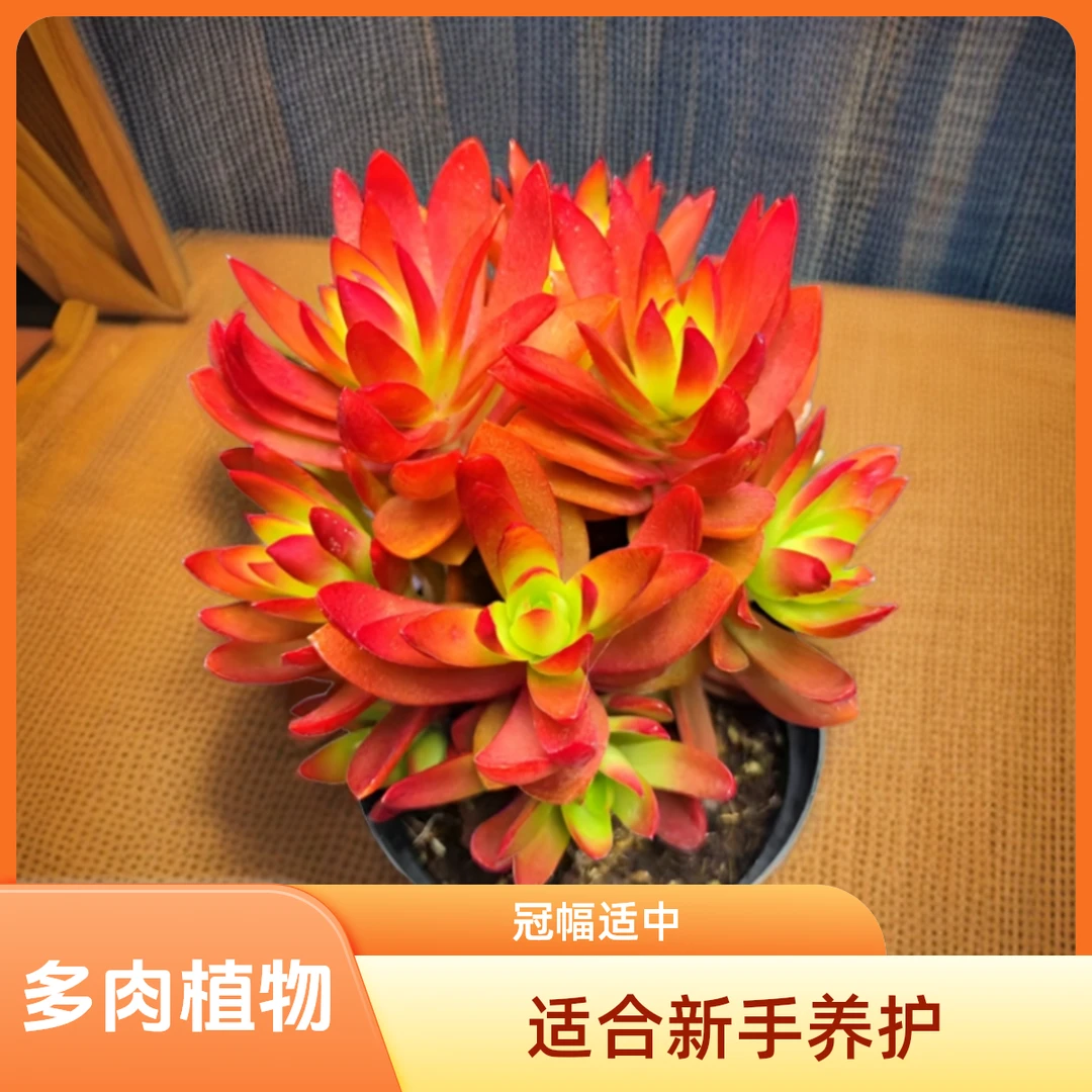 玫瑰火祭 年宵花  红红火火 新手必养 越晒越红 多肉植物