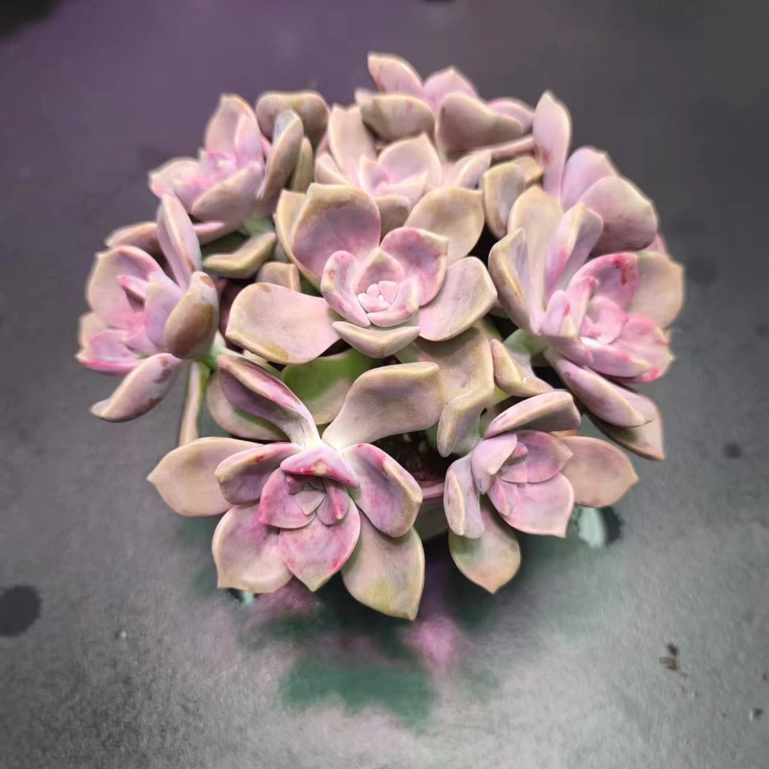 紫乐多肉植物. . 好看好养 新手必备 带盆带土