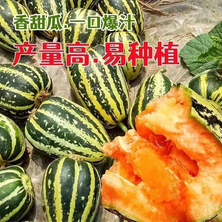 冰糖子甜瓜种子四季种植高产香瓜种子香甜酥脆小瓜籽庭院水果种子