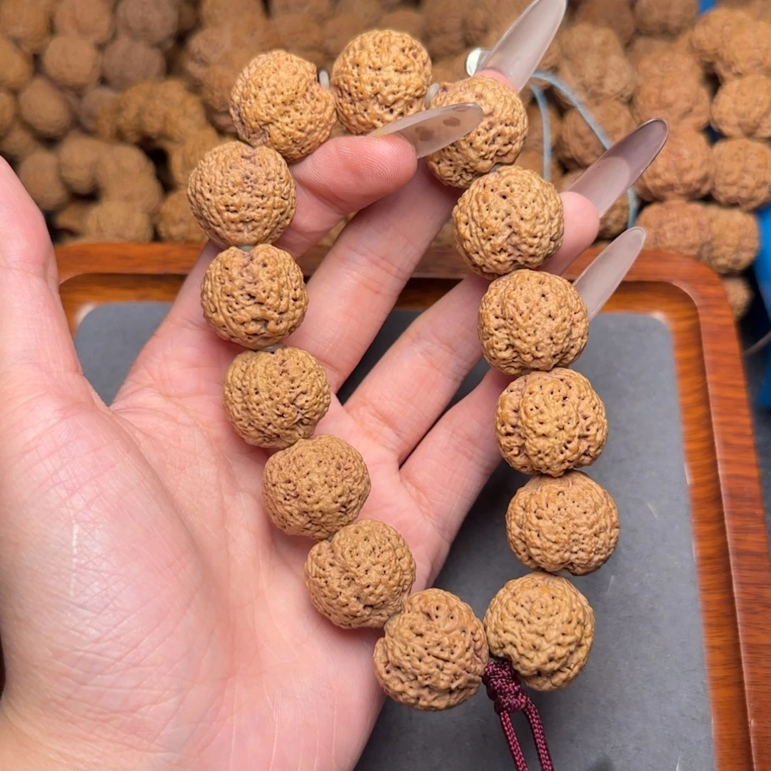 菩提18号尼泊尔大金刚21熊猫菠萝蜜