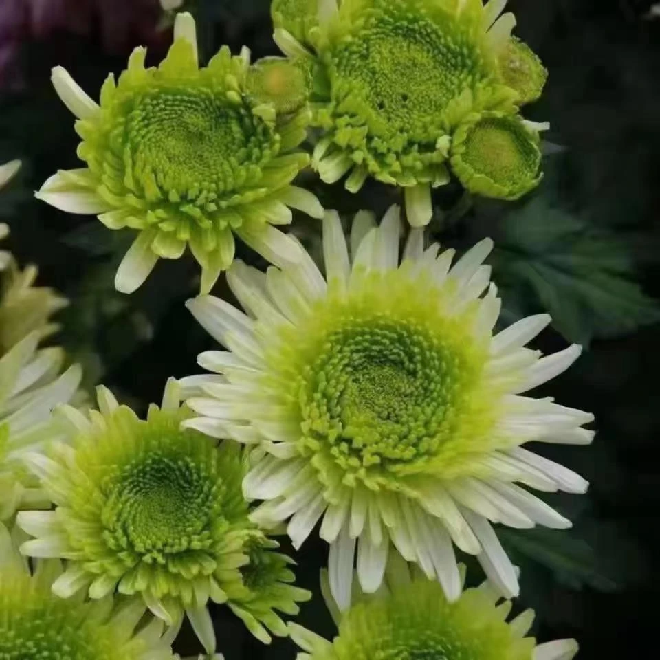 【绿菊】菊花盆栽大花九月菊荷兰菊耐寒带花苞好养四季开花好养花卉