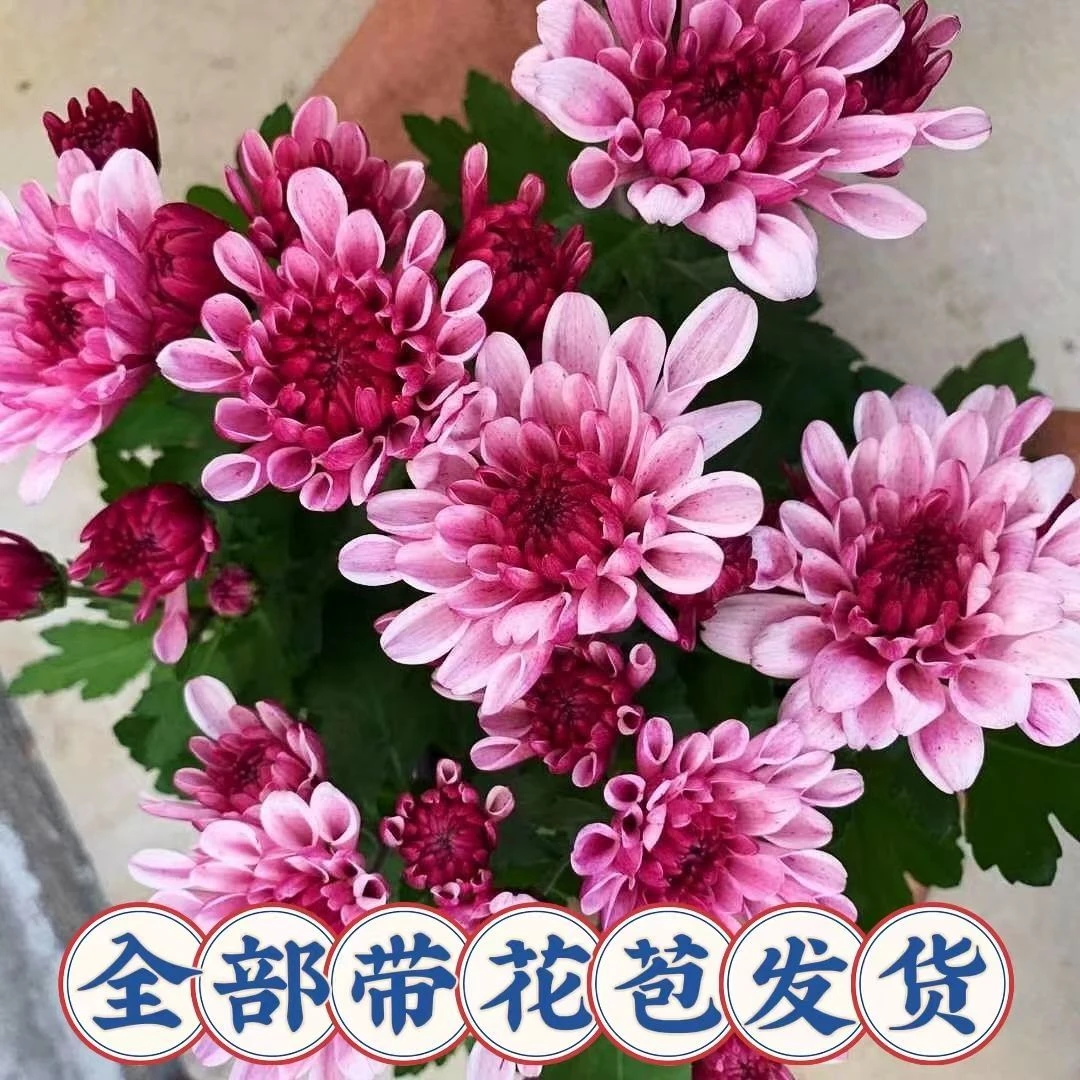 重瓣四季荷兰菊带花苞菊花大苗室内阳台花卉盆栽四季开花耐寒好养