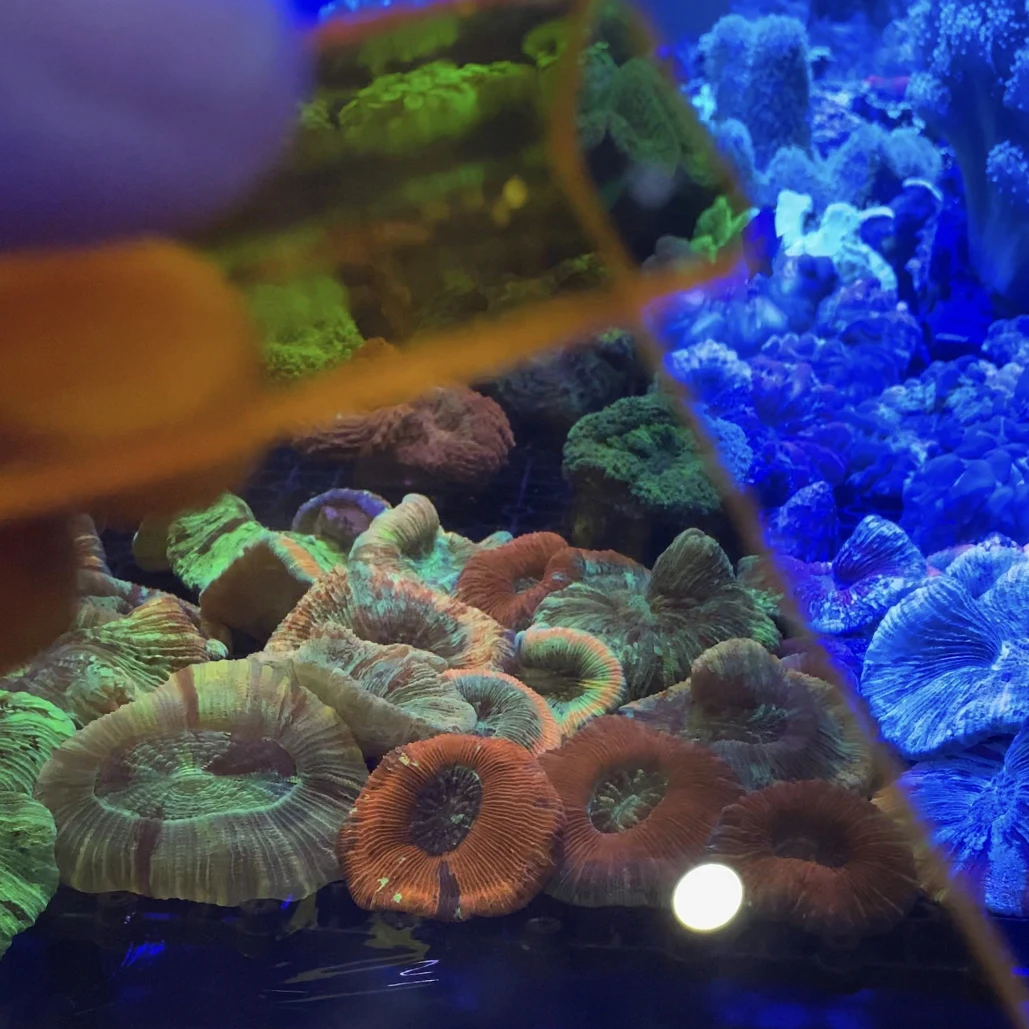 2个装亚克力珊瑚滤镜海缸滤镜