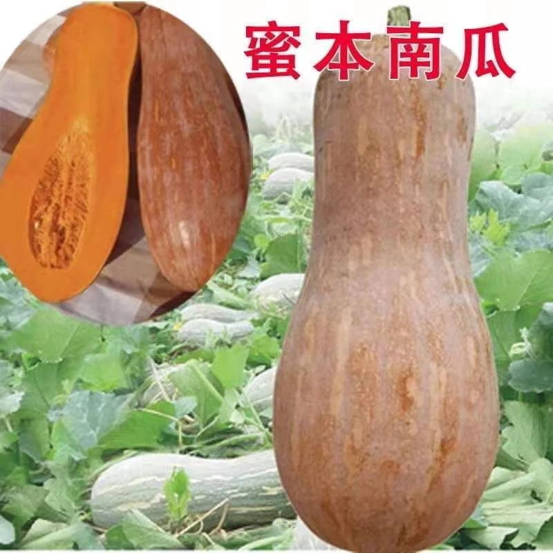 【满5包包邮】密本南瓜种子食用香甜早熟苗蔬菜籽甜面南瓜种籽播种