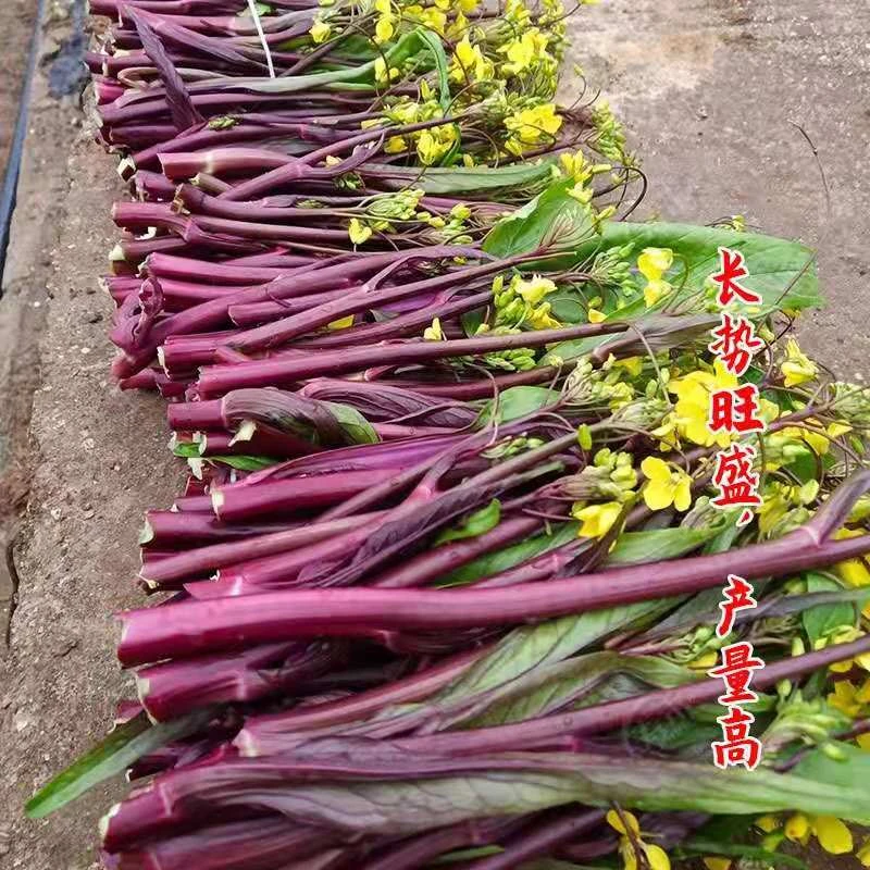 【满5包包邮】直播间红菜苔种子种籽蔬菜子秋季秋冬菜籽四季盆栽