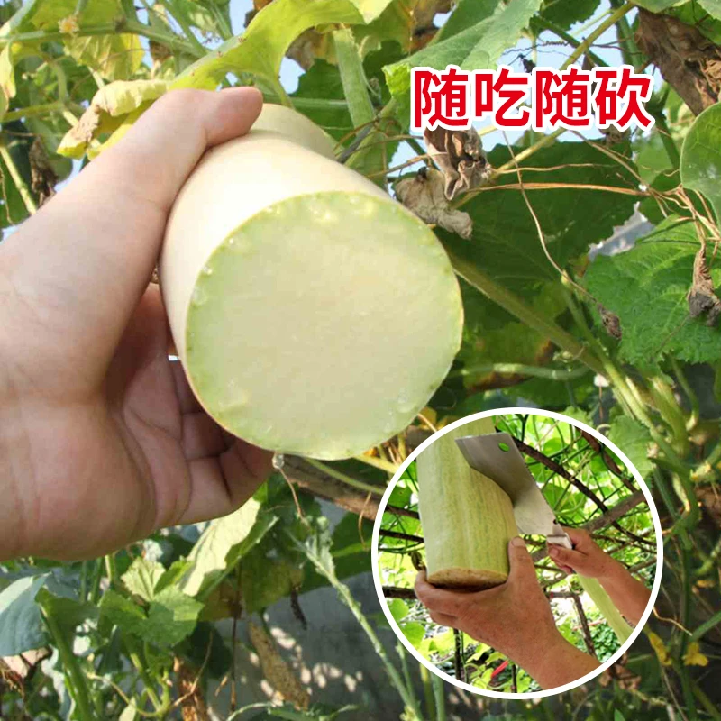 【满5包包邮】直播间神奇大砍瓜种子播蔬菜籽阳台盆栽大田瓜