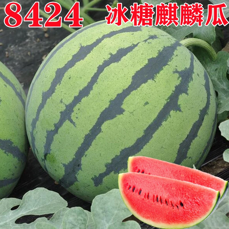 【满5包包邮】8424麒麟西瓜种子美都甜王水果盆栽南方西瓜种籽