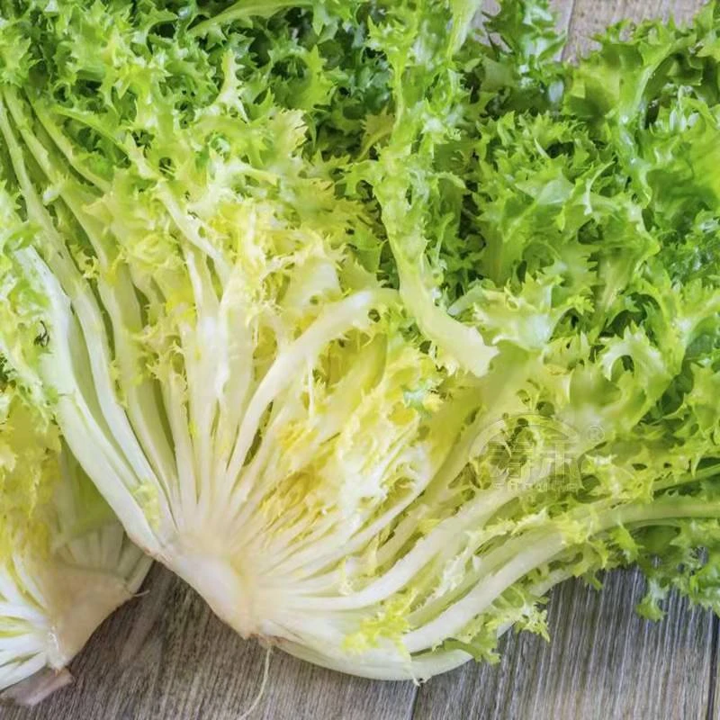 【满5包包邮】扇形苦苣种子蔬菜籽明目菜种子四季播农家蔬菜