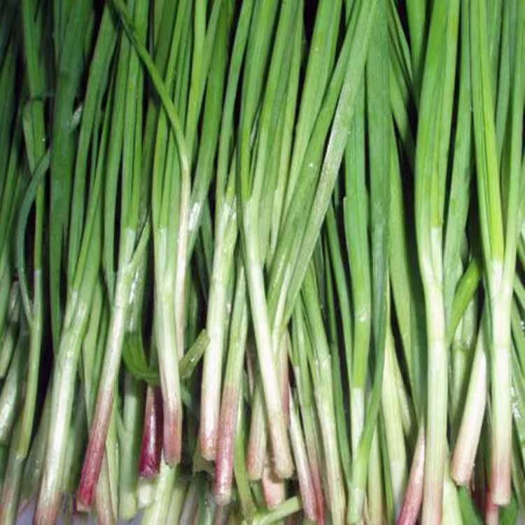 【满5包包邮】白根韭菜种子蔬菜种子宽叶大韭菜盆栽菜籽韭菜种籽
