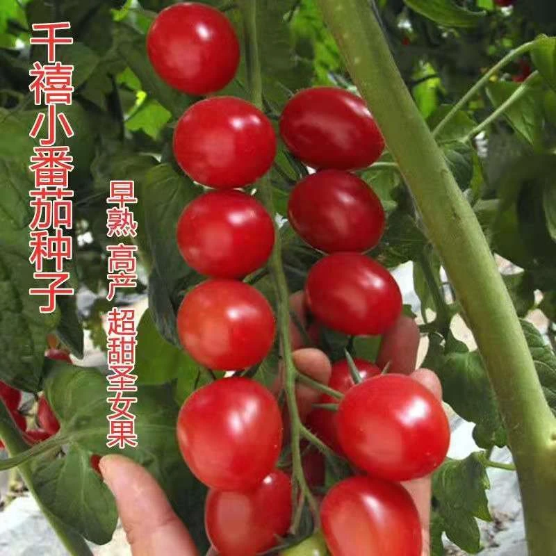【满5包包邮】直播间四季小番茄种子苗千禧圣女果盆栽蔬菜种籽