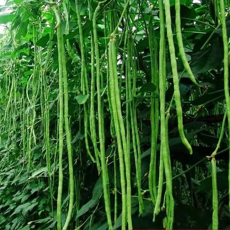 【满5包包邮】豇豆角种子四季豆种子豇豆种籽四季田园蔬菜种子