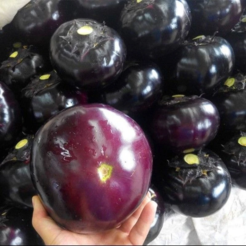 【满5包包邮】直播间圆茄种子黑色圆形茄种籽果型大产量高口感好