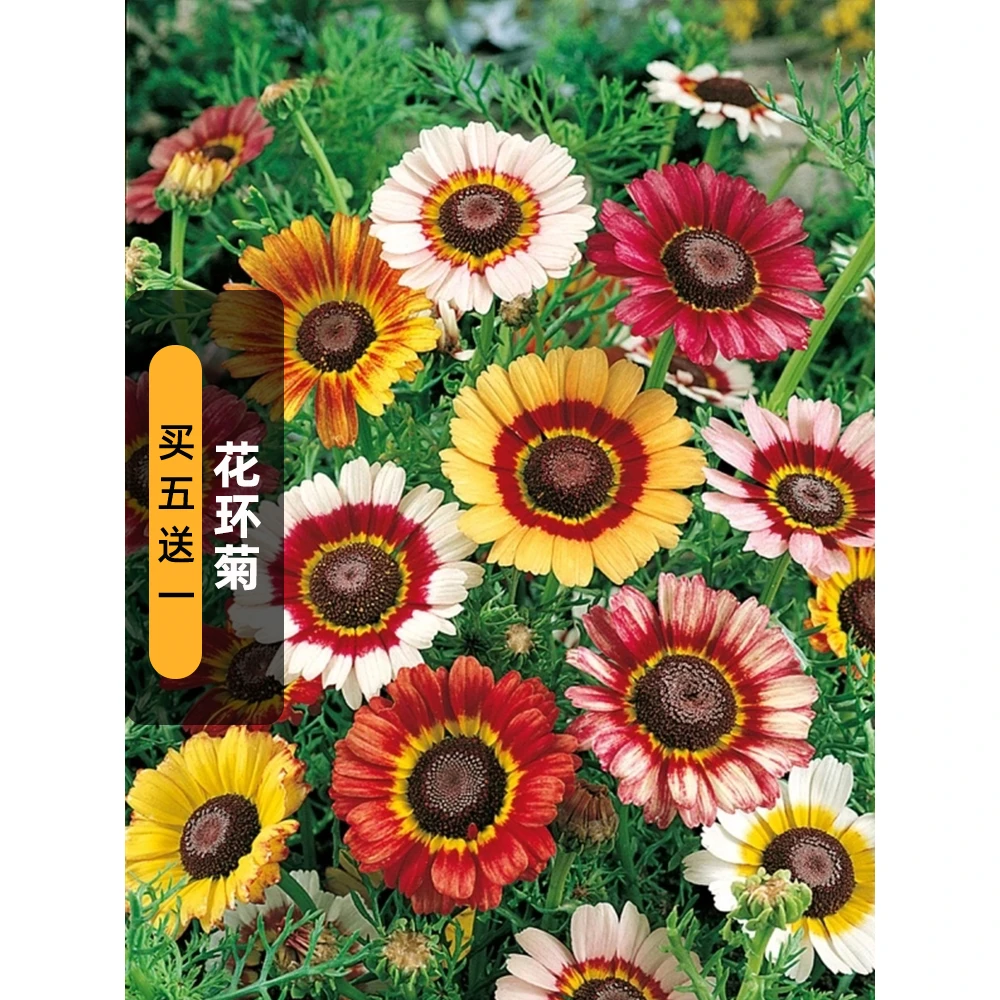 花环菊种子50粒三色菊彩虹轮菊茼蒿花籽庭院室外阳台盆栽易种春播