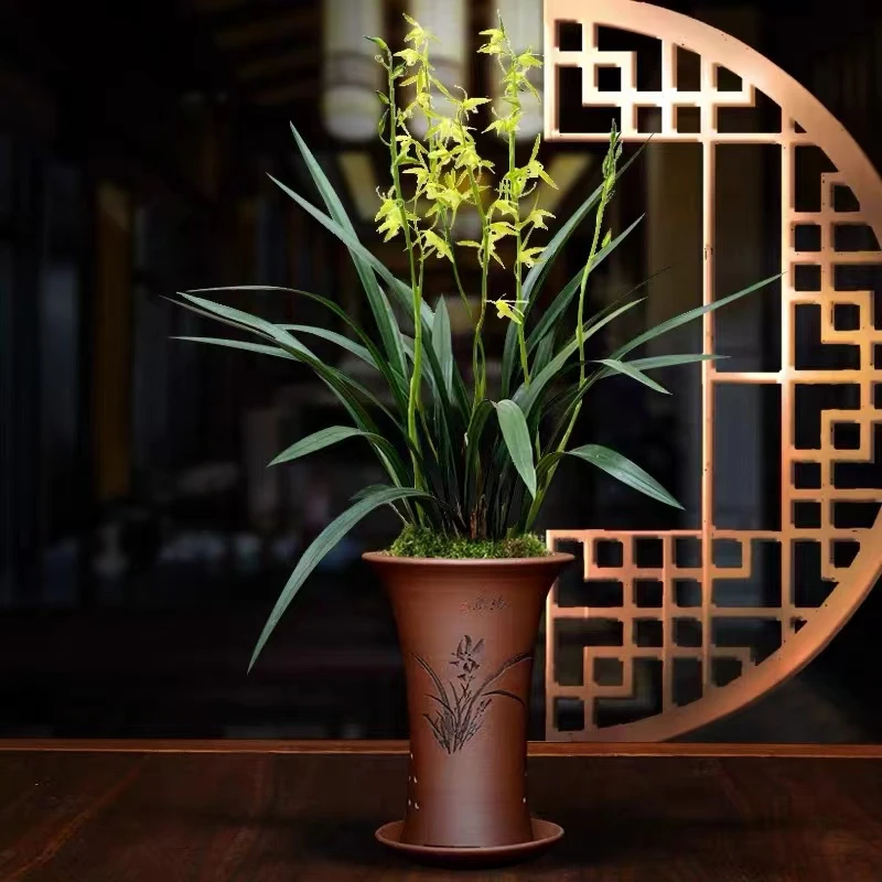 【带花苞.白墨】墨兰原盆原土、新手练手室内绿植、好养易活