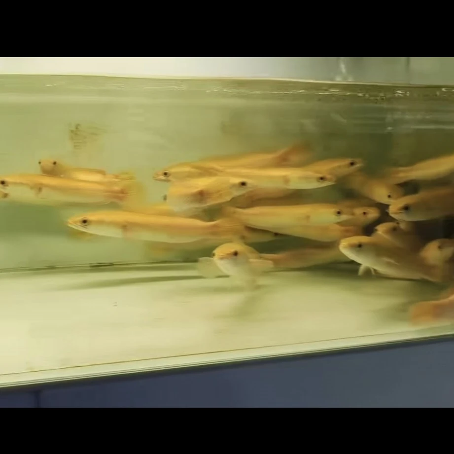 黄化大铅笔鱼27-30厘米，性价比超级高，皮实好养